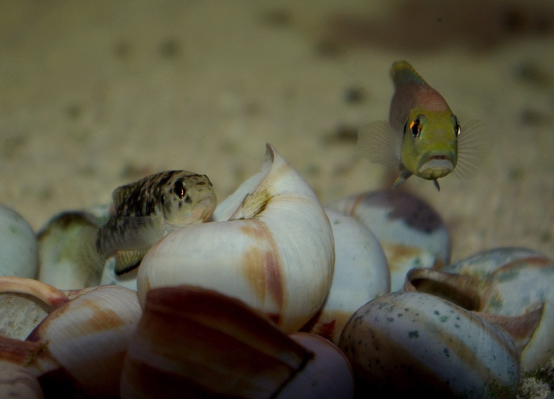 Lamprologus callipterus 'Kigoma'